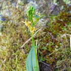 Orchidée de l'île de la Réunion