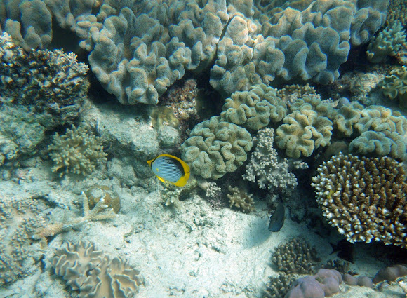Blackback Butterflyfish Project Noah
