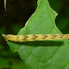 Common Eupithecia