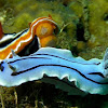 Nudibranch