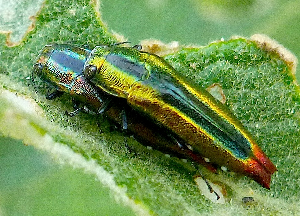 Metallic Wood-boring Beetles