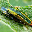 Metallic Wood-boring Beetles