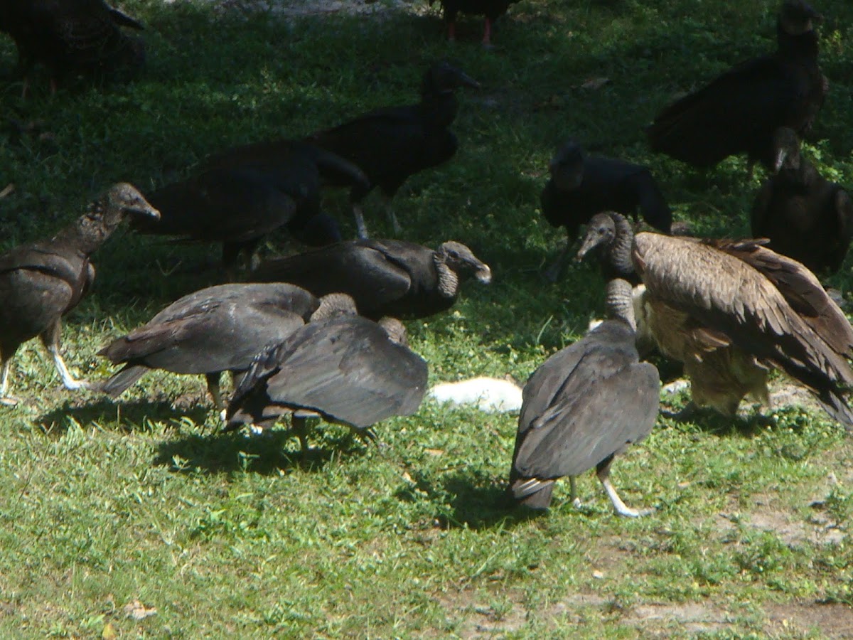 Black Vultures and Turkey Vultures