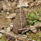 Indian Rice Frog