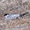 Common Tern; Charrán Común