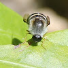 Small Headed-fly