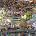 Eastern chipmunk