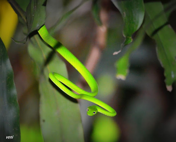 Smooth Green Snake Or Grass Snake Project Noah