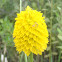 Yellow or Rugel's milkwort
