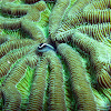 Caribbean cleaning goby