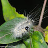 Fall webworm