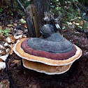 Bracket or shelf fungus