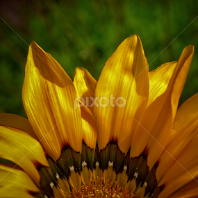 s/titulo by Luís Dias - Flowers Single Flower