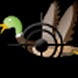 Shoot The Ducks