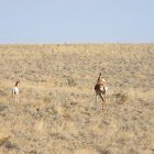 berrendo - antílope americano - pronghorn antelope