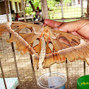 Caesar Atlas Moth
