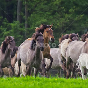Wild Horses by Friedhelm Peters - Animals Horses