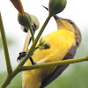 Burung Cui / madu sriganti / Olive-backed Sunbird