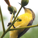 Burung Cui / madu sriganti / Olive-backed Sunbird