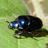 Bright blue dung beetle