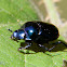 Bright blue dung beetle