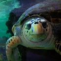 The turtles wallpaper01 logo