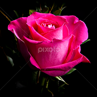 Pink Rose by Dale Frazier - Flowers Single Flower