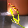 Deformed Lily blossom