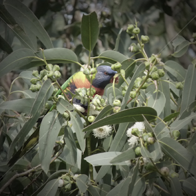 Rainbow Lorikeet 2 by Nadia Chatterton - Animals Birds