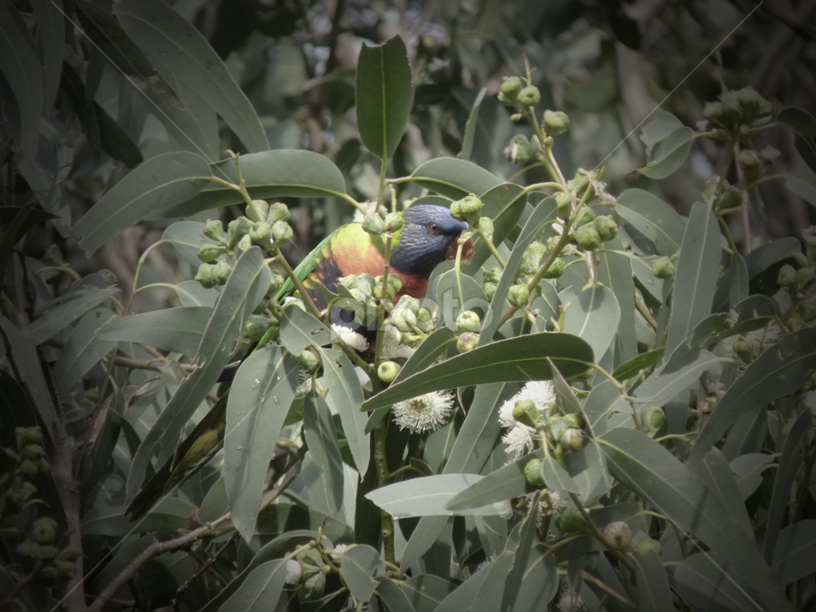 Rainbow Lorikeet 2 by Nadia Chatterton - Animals Birds