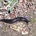Black-velvet leatherleaf slug