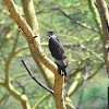 Augur Buzzard