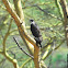 Augur Buzzard