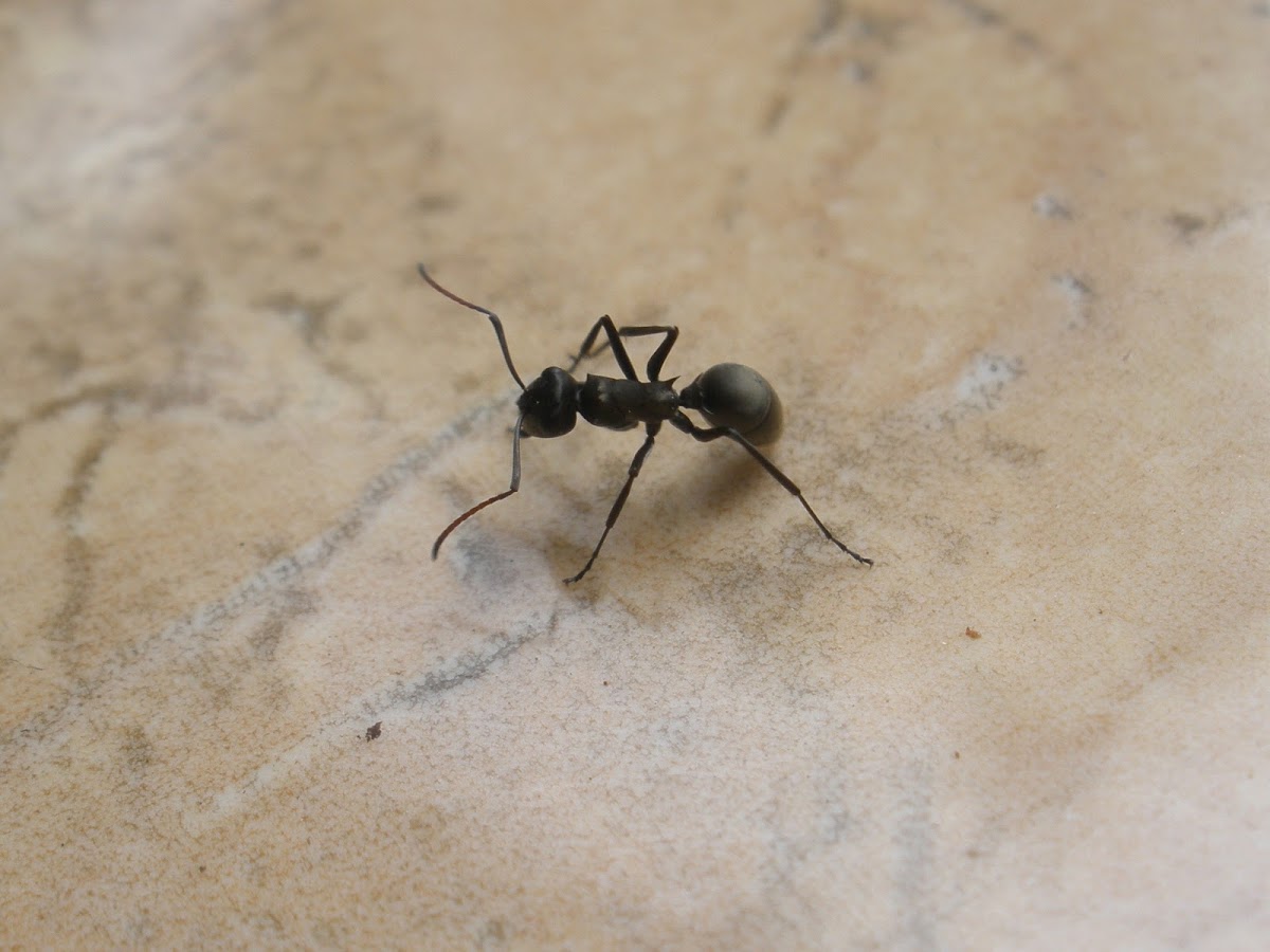 4-legged ant