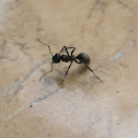 4-legged ant