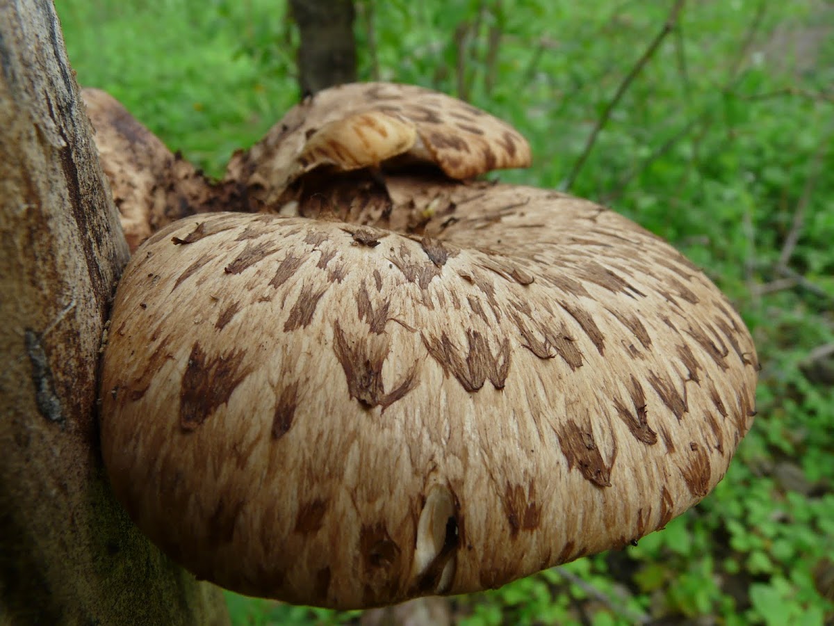 Pheasant's Back Mushroom