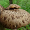 Pheasant's Back Mushroom