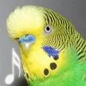 Budgerigar icon