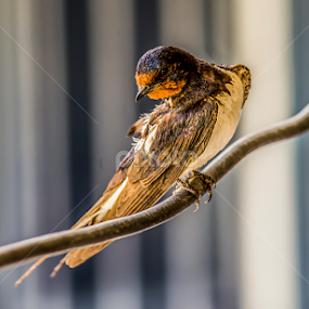 my style  by Mustafa Gulzari - Animals Birds