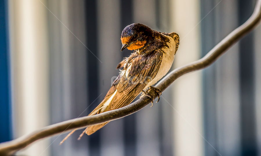 my style  by Mustafa Gulzari - Animals Birds