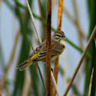 Palm Warbler