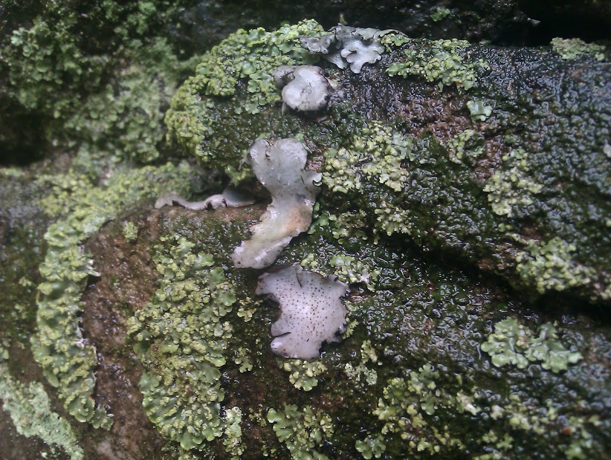 Crustose lichen with foliose lichen