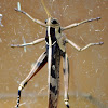 Garden Locust