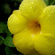 Allamanda, Yellow Bell, Golden Trumpet or Buttercup Flower