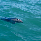 Heaviside's dolphin