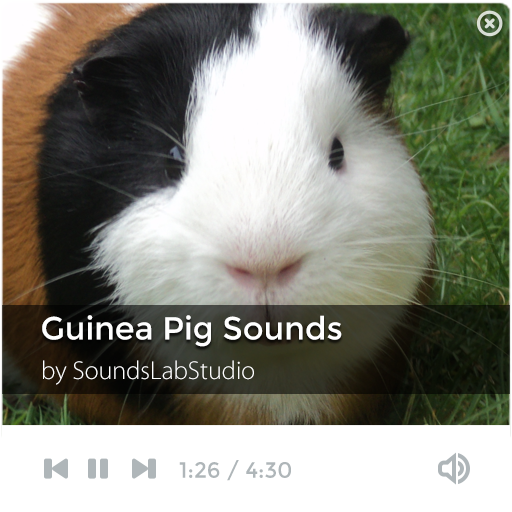 Guinea Pig Sounds LOGO-APP點子