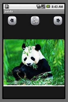 パンダの壁紙 Androidアプリ Applion
