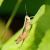 Short-winged Green Grasshopper (male)