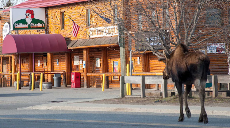 A moose near Chilkoot Charlie's (Koots) in Anchorage, Alaska, like a scene out of "Northern Exposure."