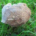 Red Cracking Bolete (Mature and Young)